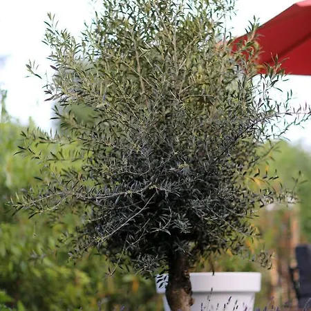 Casa de Férias Kek Aan De Maas Andel